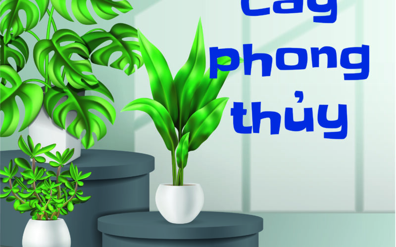 Chọn Cây Phong Thuỷ Theo Mệnh Giúp Thu Hút Tài Lộc, May Mắn