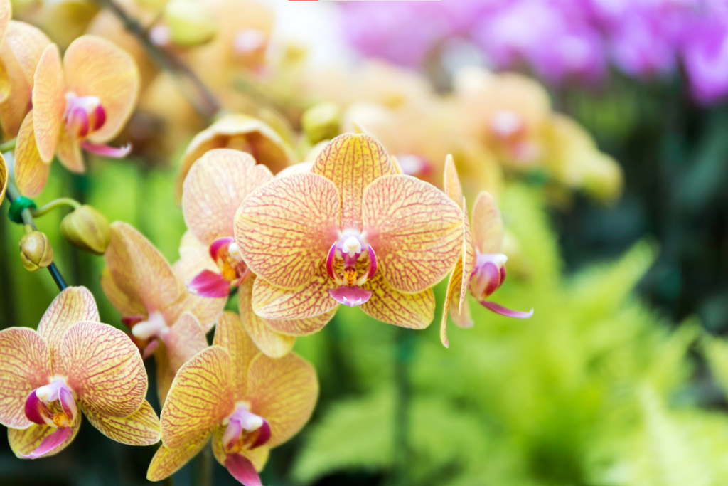cây phong thủy để bàn cho mệnh Thổ